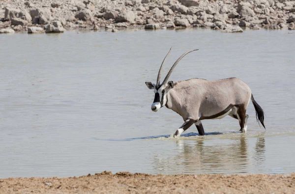 Namibia, Etosha NP Oryx wading in waterhole